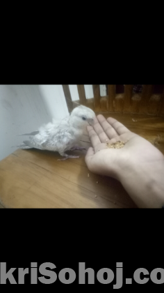 Cockatiel
